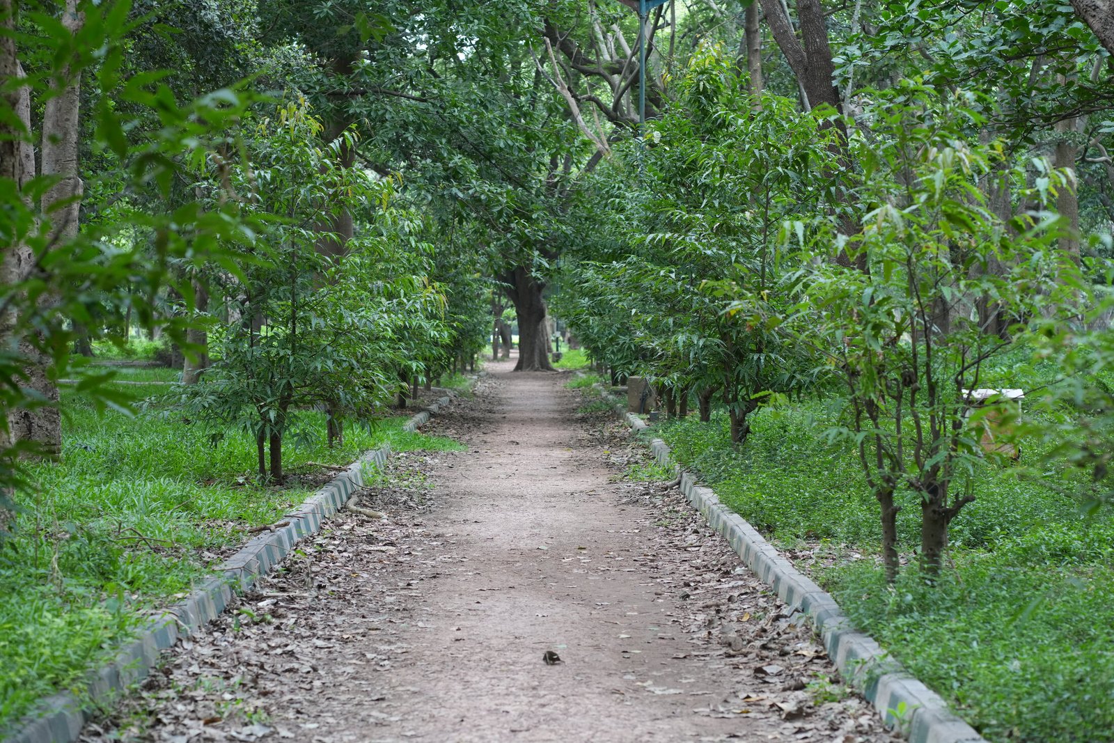 Lalbagh, One Morning