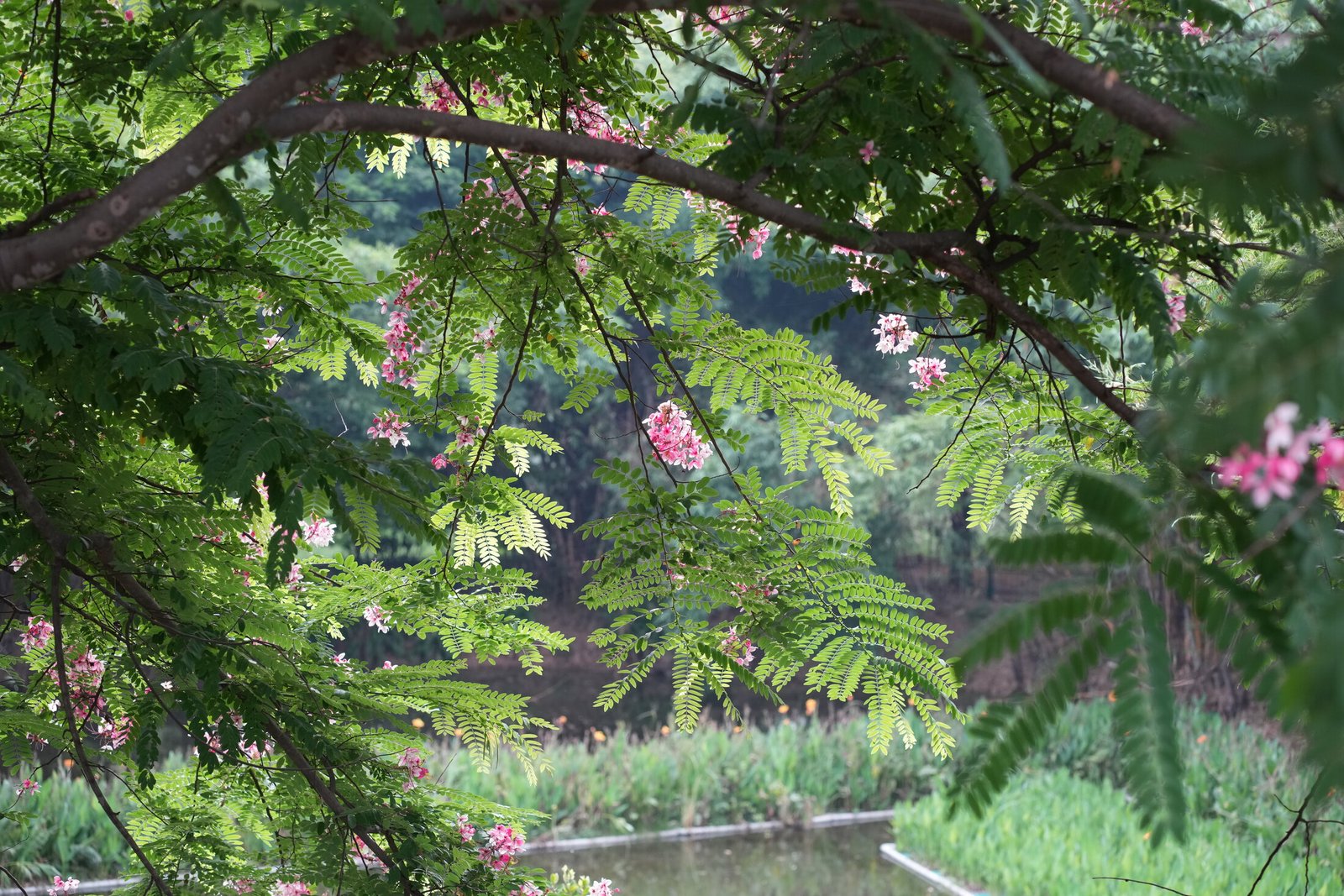 Blossoms Over the Pond
