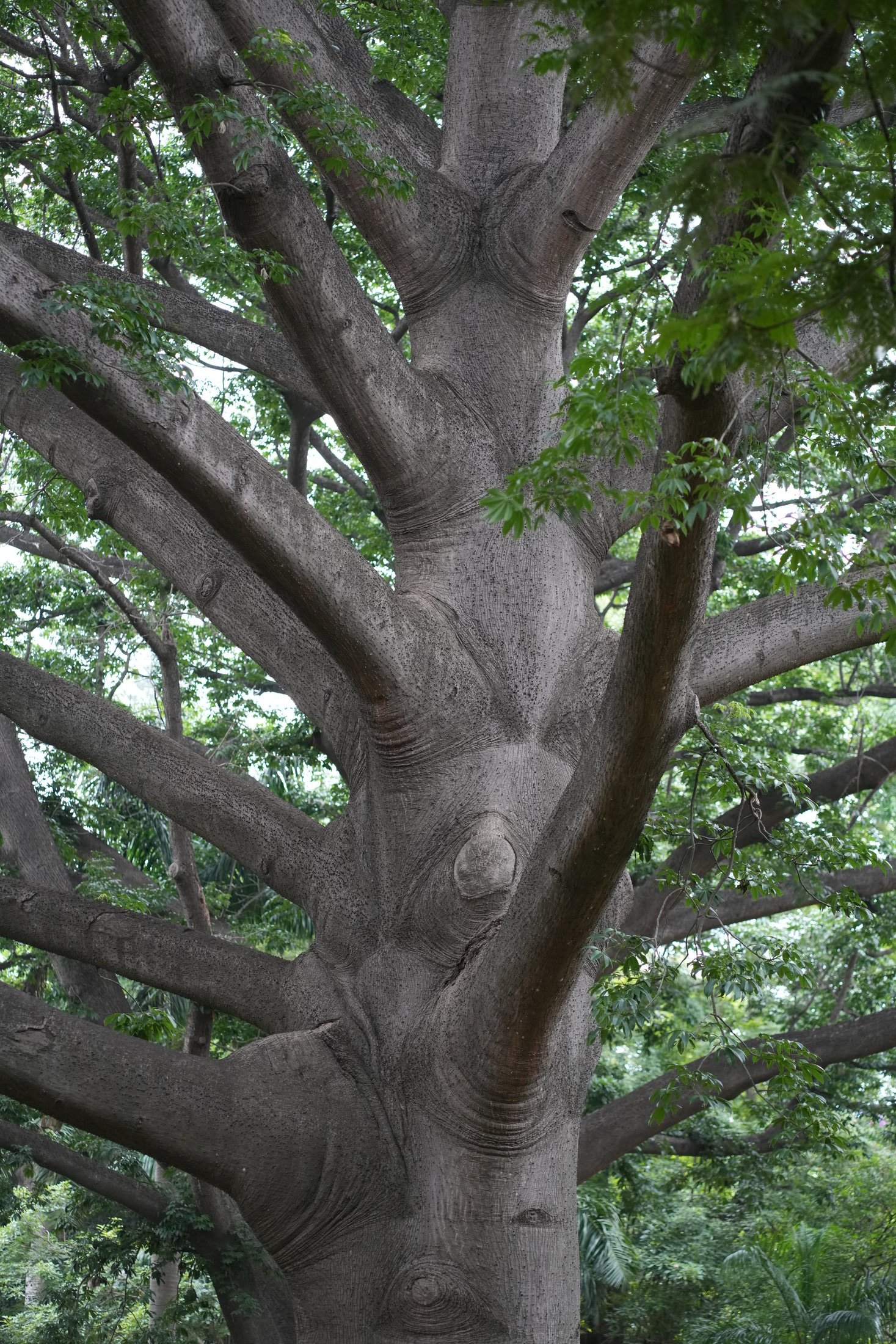 Canopy Study